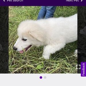 Meet your Posher, Tangni